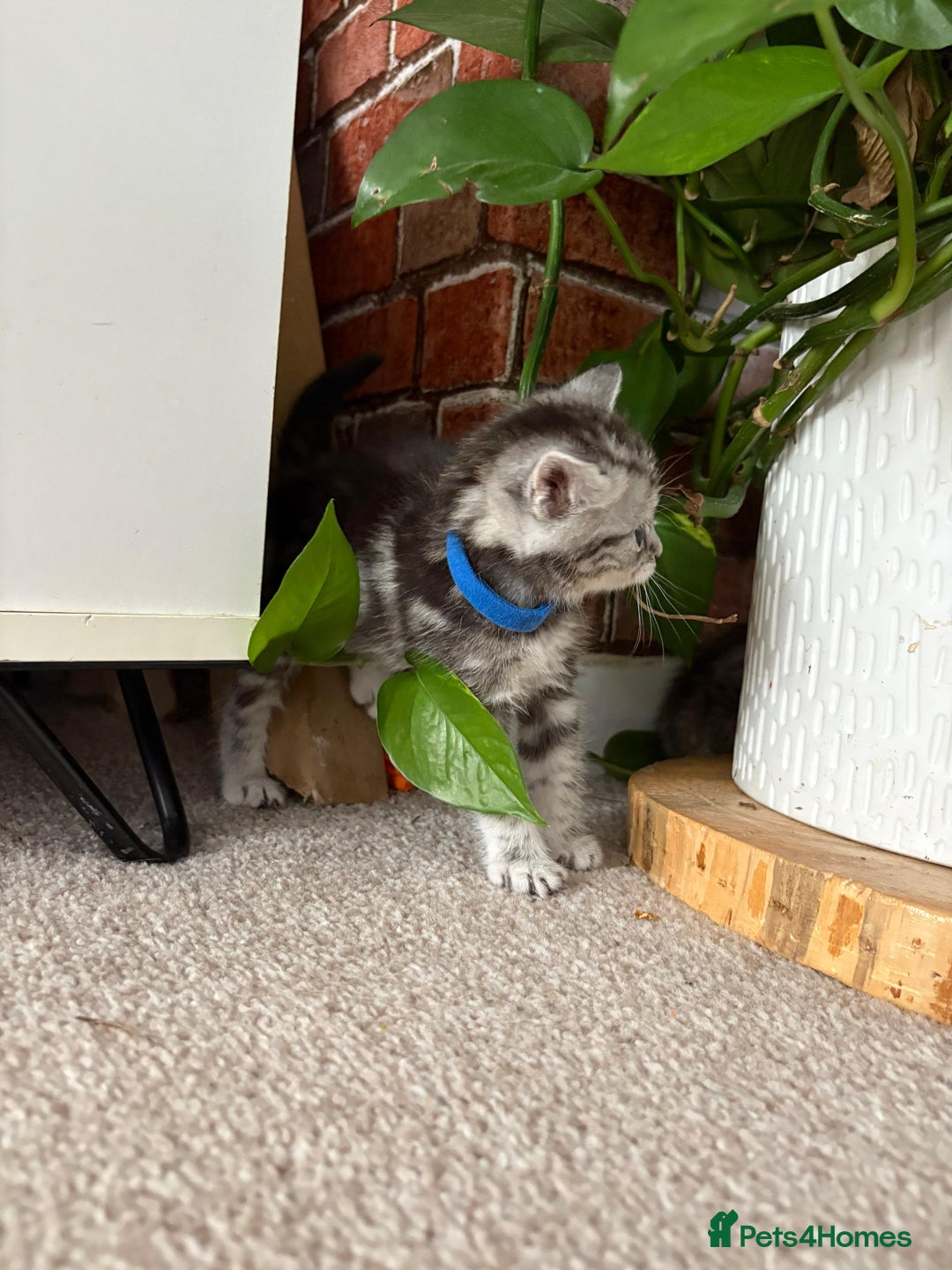 Mixed Breed cats for sale: 5 ADORABLE KITTENS 🐈1M/4F Ready For Reservation😺 - Image 8