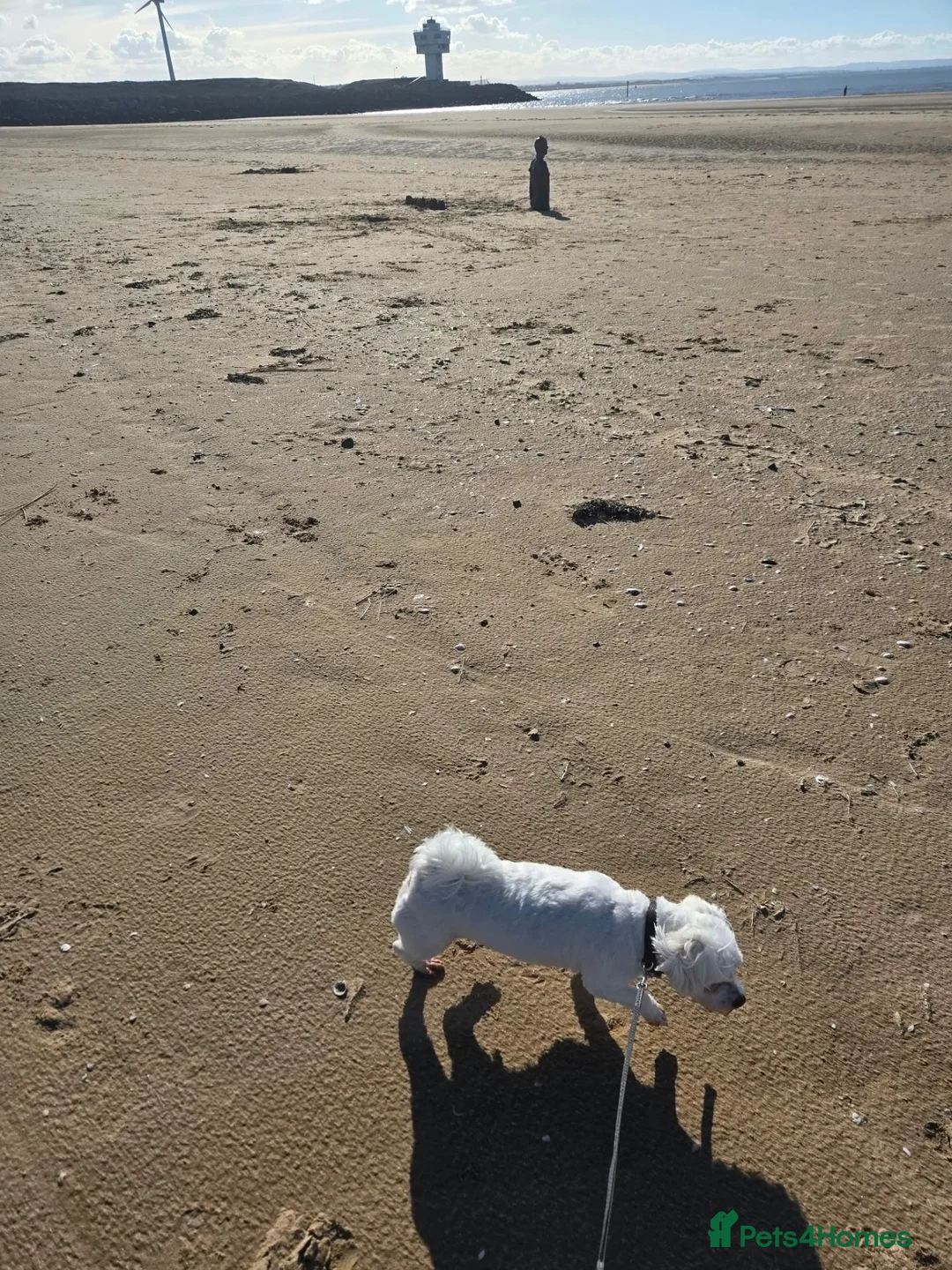 Maltese dogs for sale: For adoption  in Liverpool - Advert 2