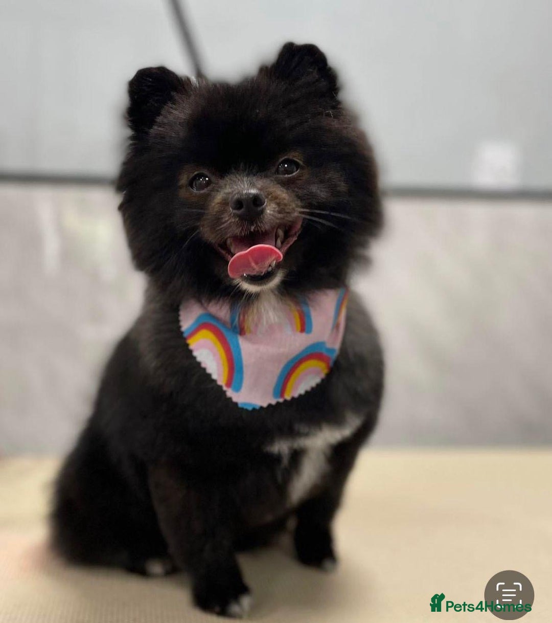 Pomeranian dogs for sale: 2 beautiful boy merle Poms  - Advert 4