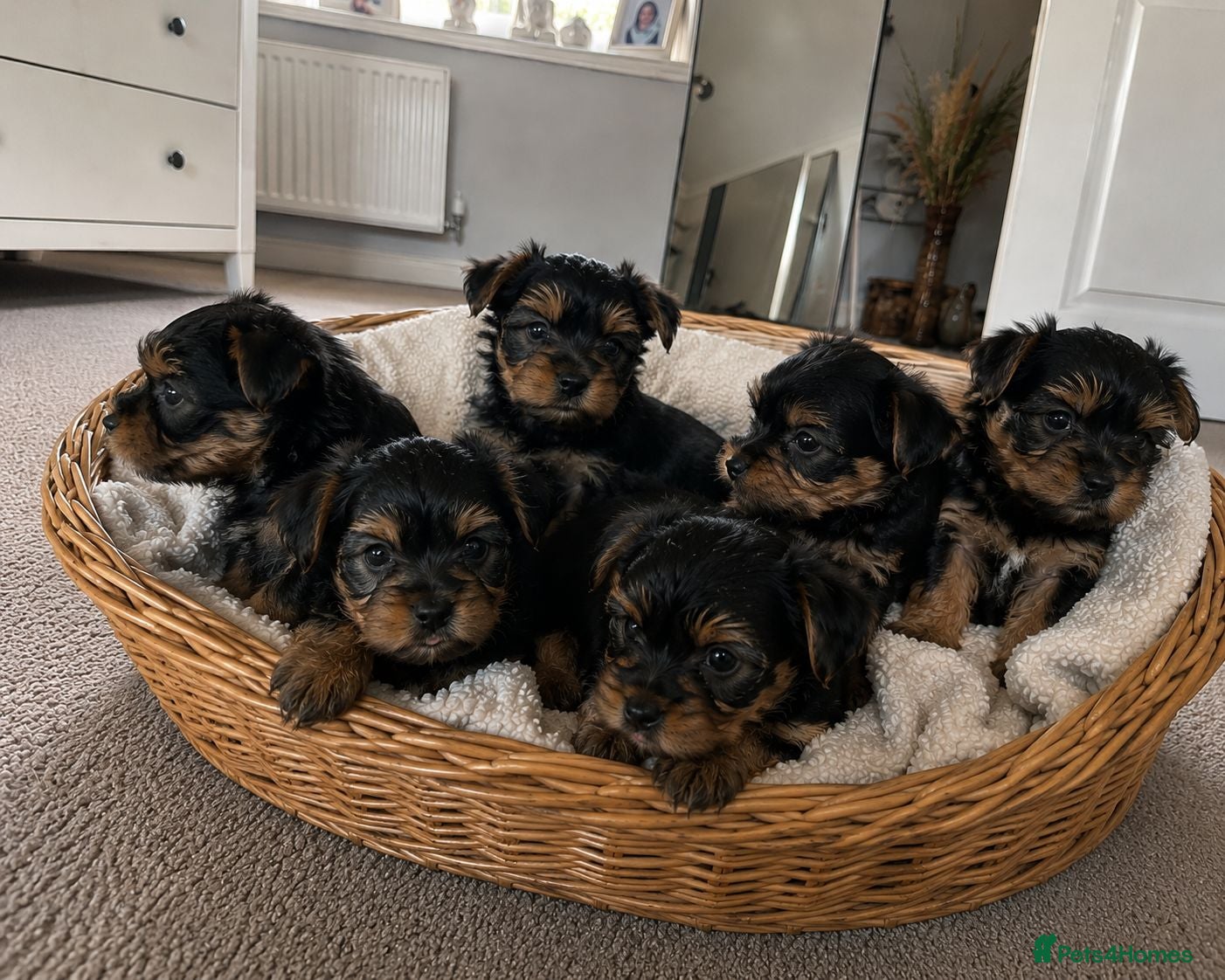 Yorkshire Terrier dogs Yorkshire terriers puppies  - Advert 1