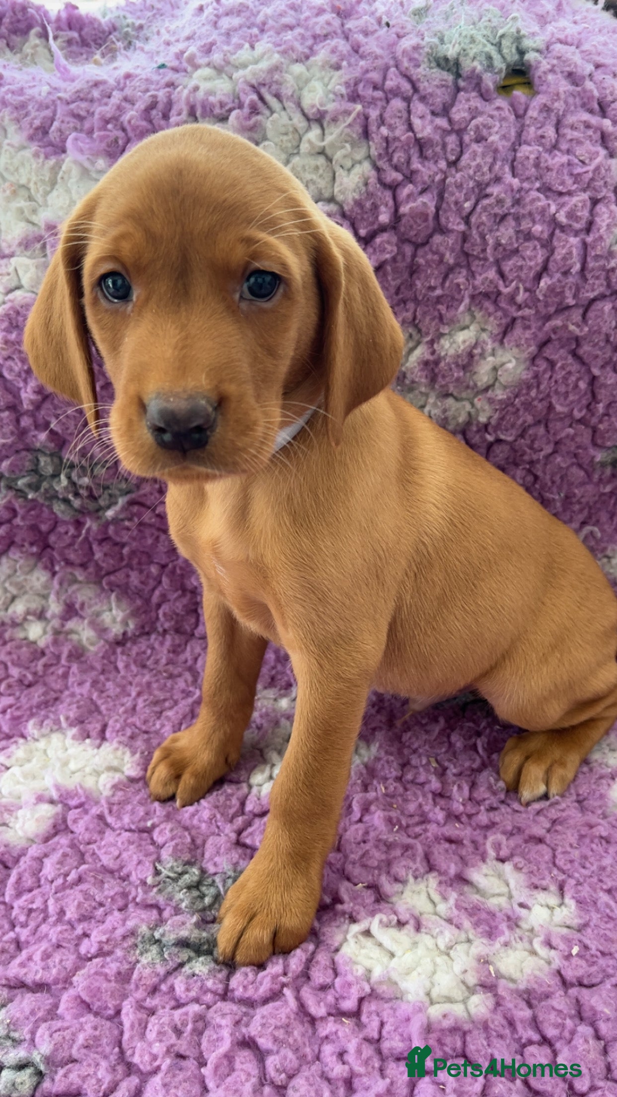 Labrador Retriever dogs KC Reg Labradors from Fully Health tested parents - Advert 2