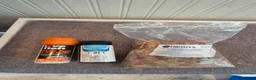 Goldfish fish for sale: Large fishtank for sale - Advert 6