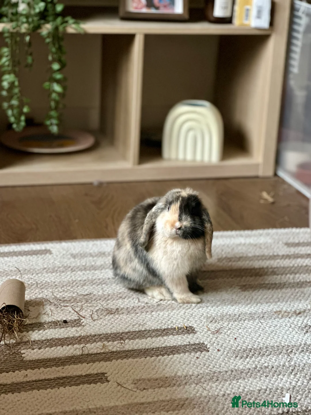 Mini Lop rabbits for sale: Pure Mini Lop (Female)  in Wokingham - Advert 2