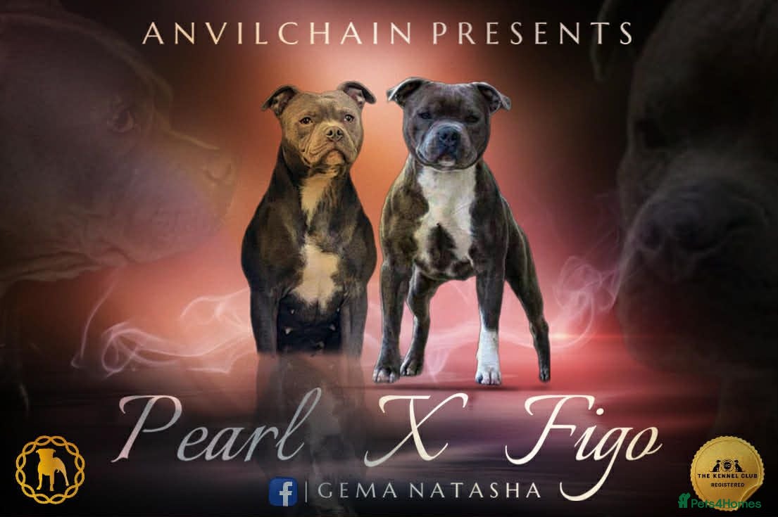 Staffordshire Bull Terrier dogs CHAMPION bloodlines blue staff pups - Advert 5