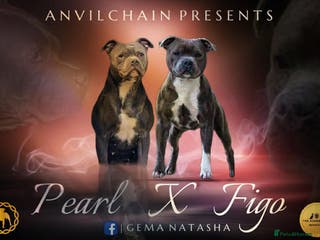 Staffordshire Bull Terrier dogs CHAMPION bloodlines blue staff pups - Advert 7