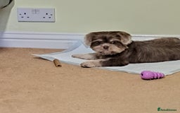 Shih Tzu dogs for sale: Rare Phantom Lilac Boy For Sale - Image 2