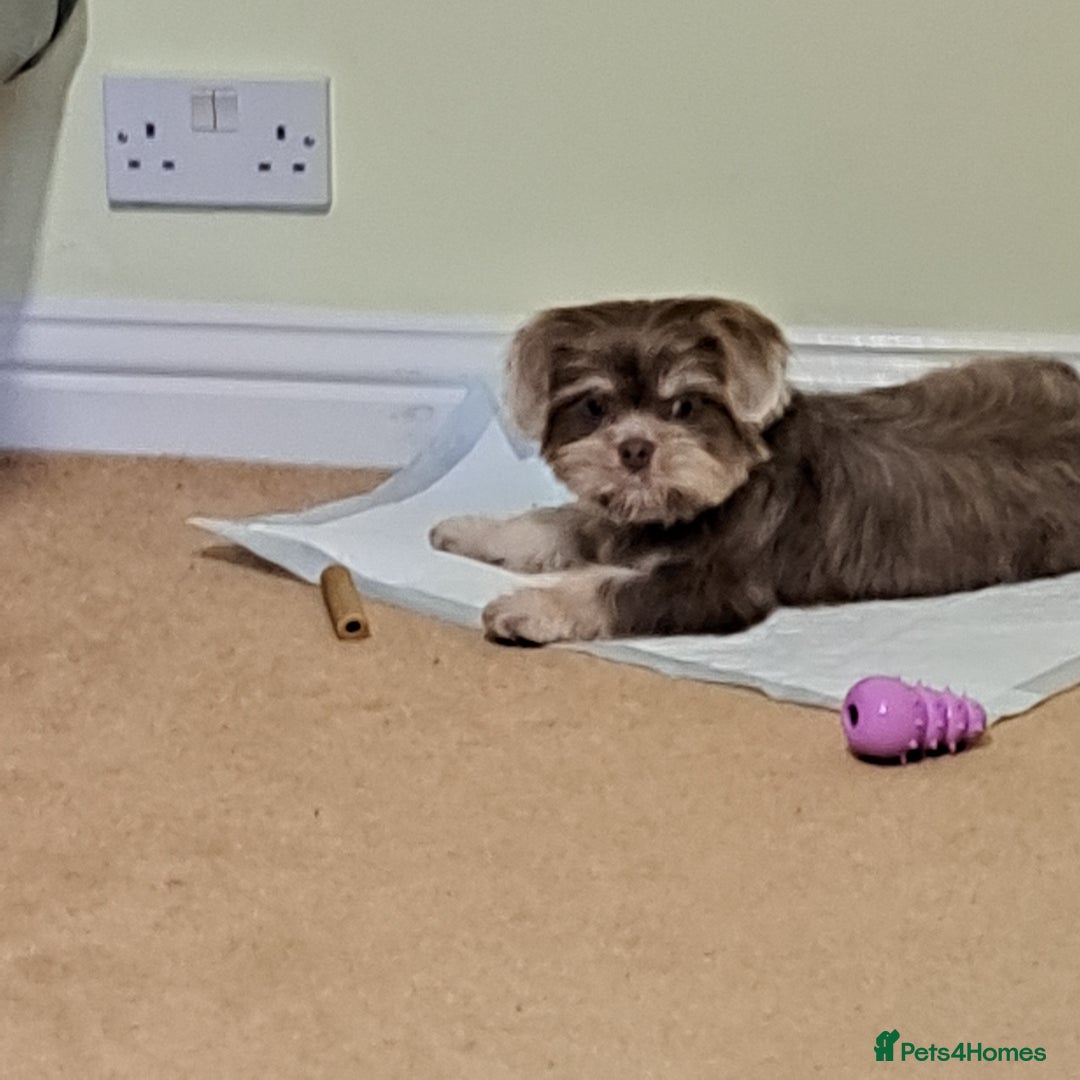 Shih Tzu dogs for sale: Rare Phantom Lilac Boy For Sale - Image 2