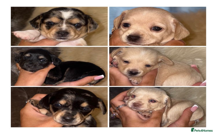 Chiweenie dogs - Advert 1
