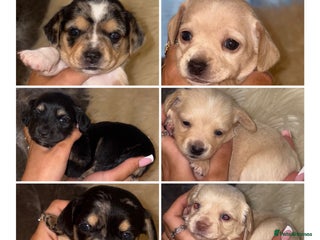 Chiweenie dogs - Advert 2