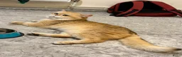 British Shorthair cats for stud: British Shorthair - Advert 7
