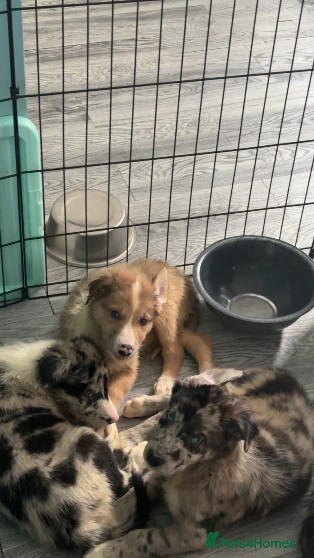 Mixed Breed dogs for sale: Lurcher pups  - Image 5