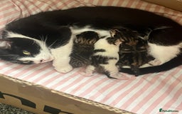 Mixed Breed cats for sale: Kitten - Image 2