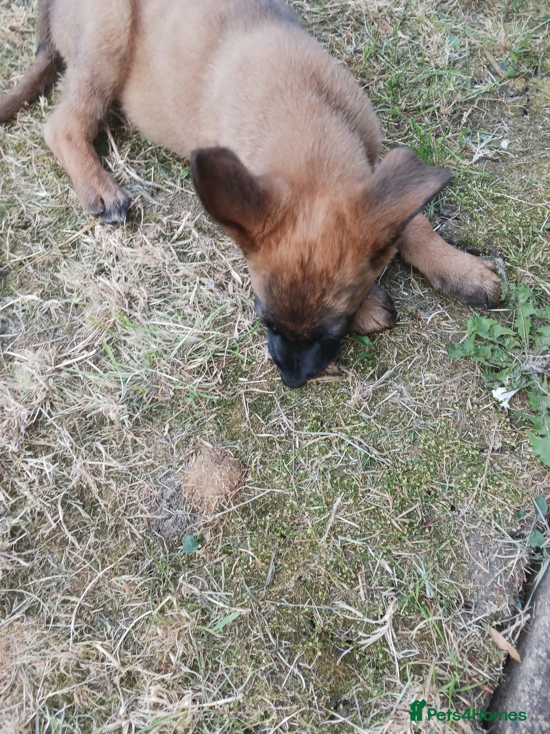 Mixed Breed dogs for sale: Puppy shepherd  in Hull - Advert 2