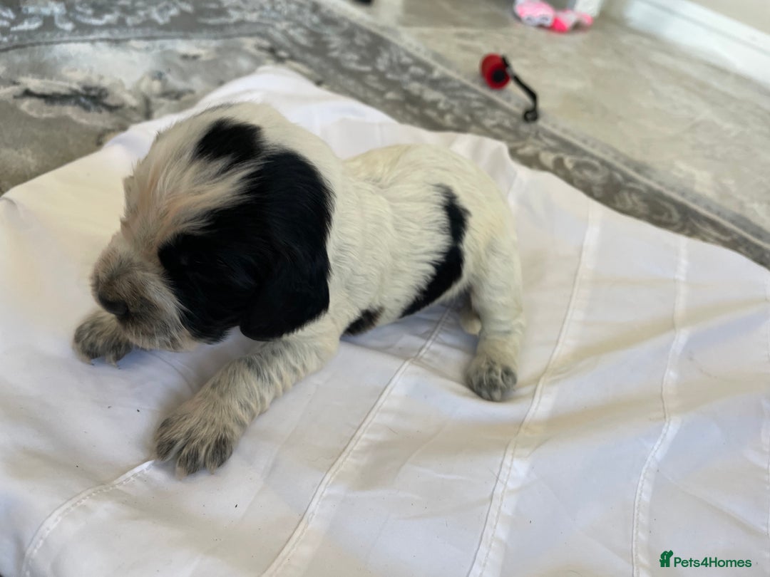 Cocker Spaniel dogs for sale: Healthy puppies - Image 13