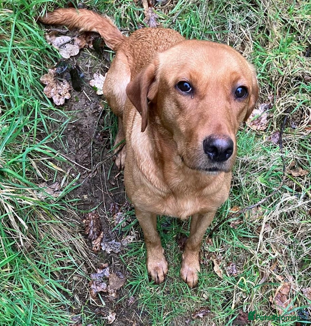 Labrador Retriever dogs for sale: Five ⭐️Council Registered Breeders litter of Labs - Image 5