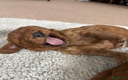 Cockapoo dogs for sale: Gorgeous F2 Cockapoo Puppies - Image 9