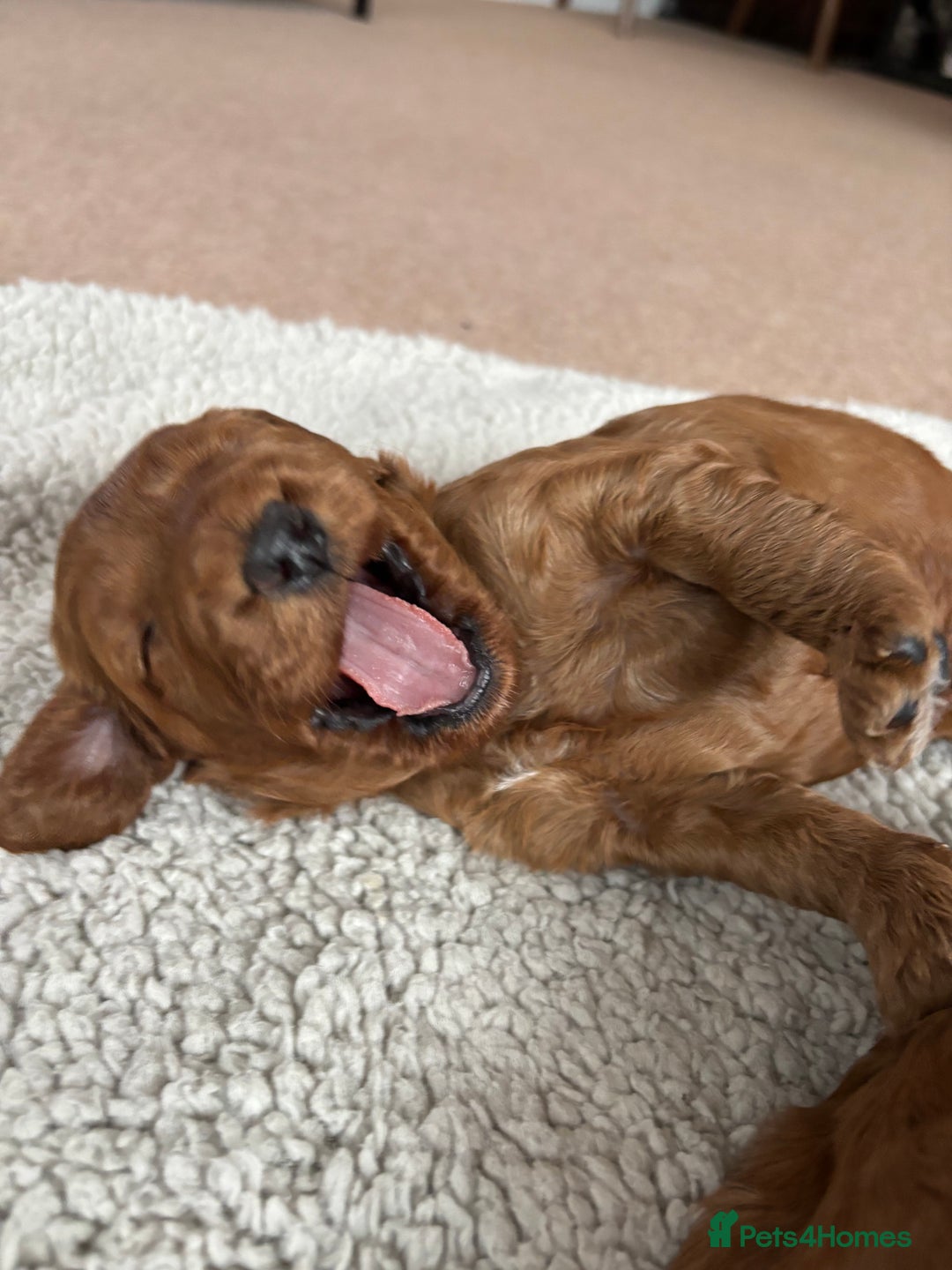 Cockapoo dogs for sale: Gorgeous F2 Cockapoo Puppies - Image 9