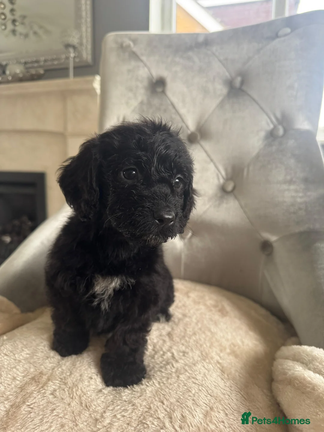 Cockapoo dogs for sale: F1 cockapoo puppies  - Advert 7