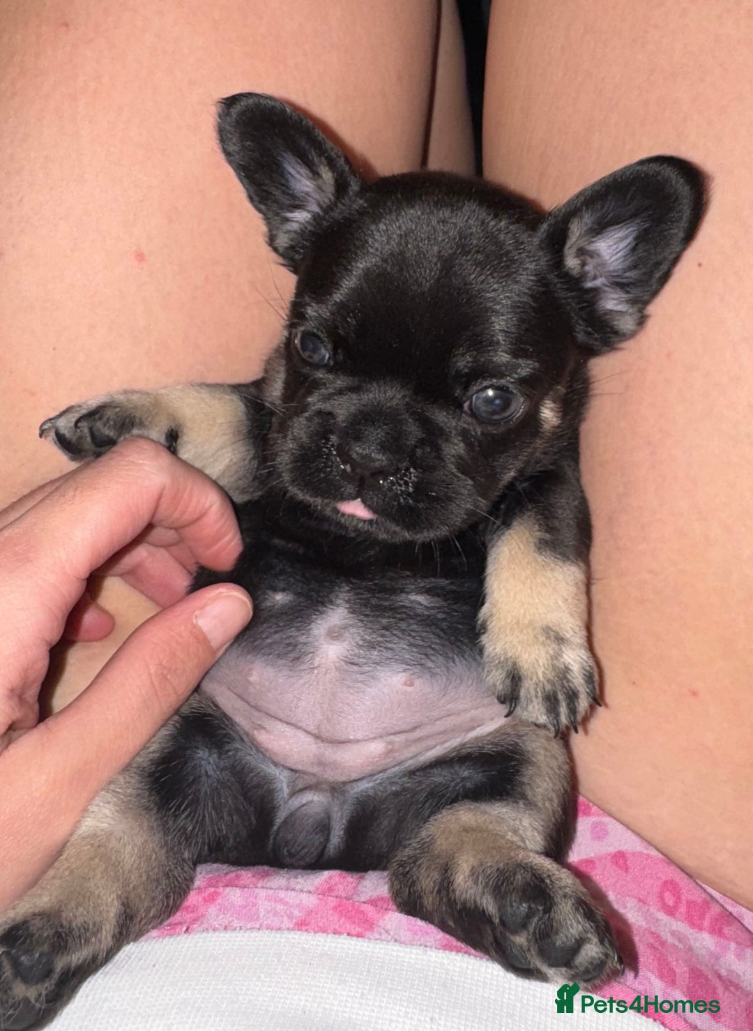 French Bulldog dogs for sale: French bulldog puppys - Image 4
