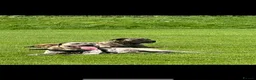 Cane Corso dogs for stud: Reverse Brindle Cane Corso Stud - Advert 3