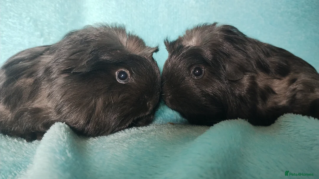 Guinea Pig rodents for sale: Beautiful pair of of cornet guinea pigs ready togo - Advert 6