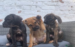 Cane Corso dogs for sale: 5 beautiful cane corso puppies nearly ready to go  - Image 3