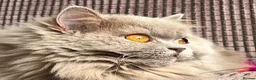 British Longhair cats for sale: GCCF & TICA Registered BLH Kittens - Advert 2
