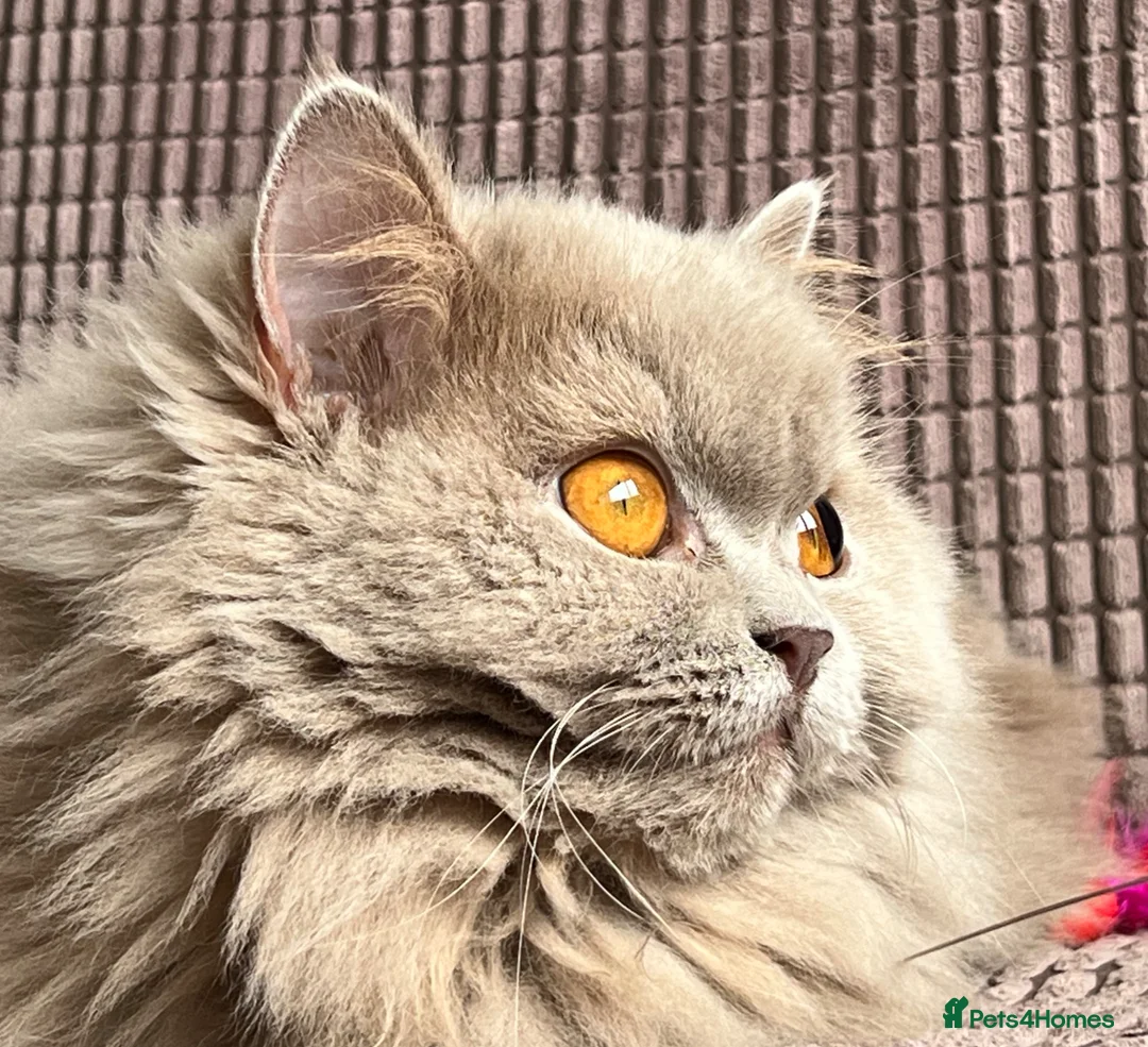 British Longhair cats for sale: GCCF & TICA Registered BLH Kittens - Advert 2