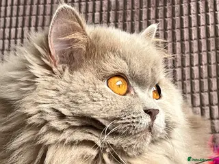 British Longhair cats GCCF & TICA Registered BLH Kittens - Advert 3