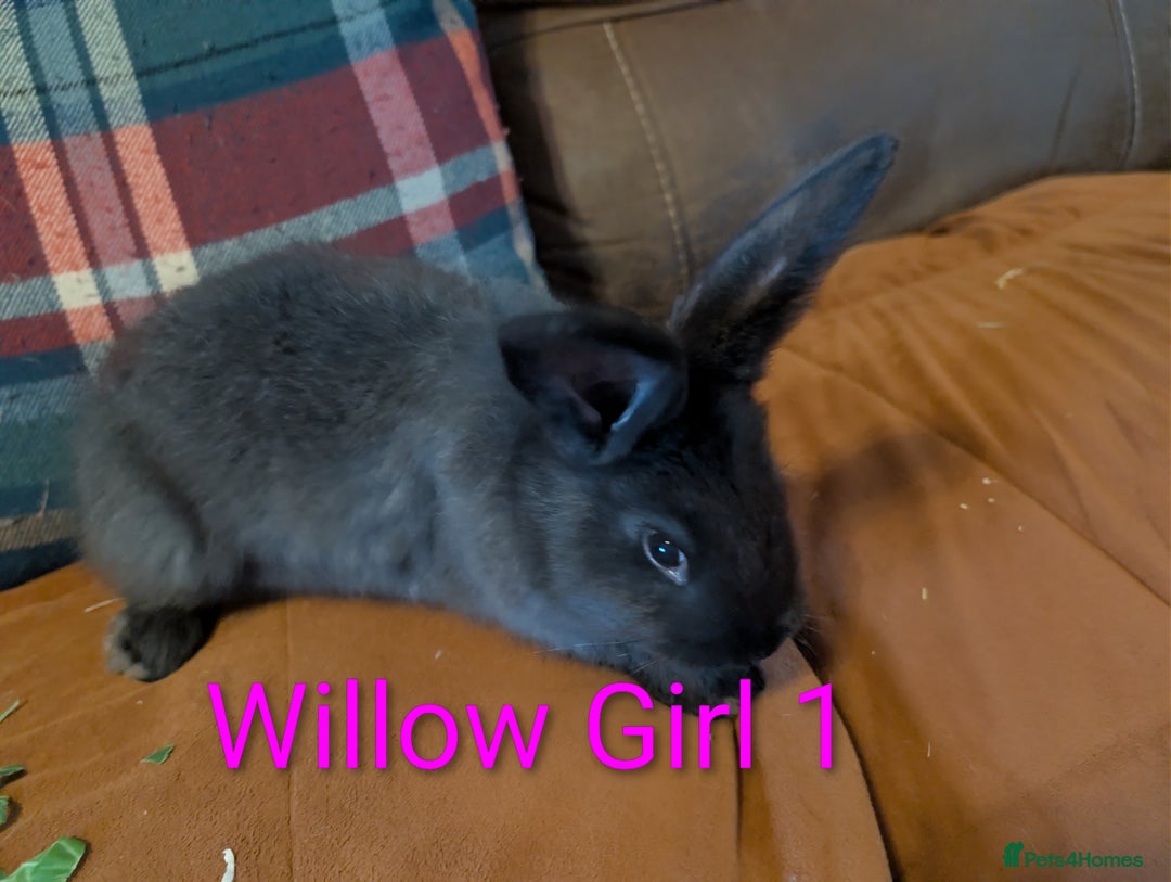 Continental Giant rabbits for sale: Giant bunnies  - Advert 3