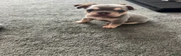 French Bulldog dogs for sale: Kc registered French Bulldog puppies  - Advert 2