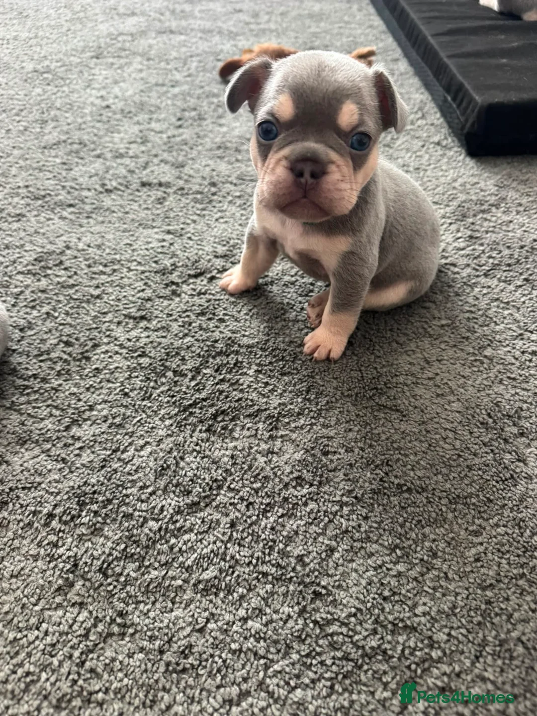 French Bulldog dogs for sale: Kc registered French Bulldog puppies  - Advert 2