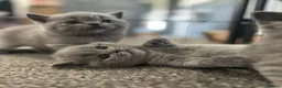 British Shorthair cats for sale: British shorthair kittens - Advert 7