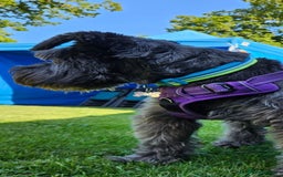 Miniature Schnauzer dogs for stud: Miniature Schnauzer Proven Stud - Image 4