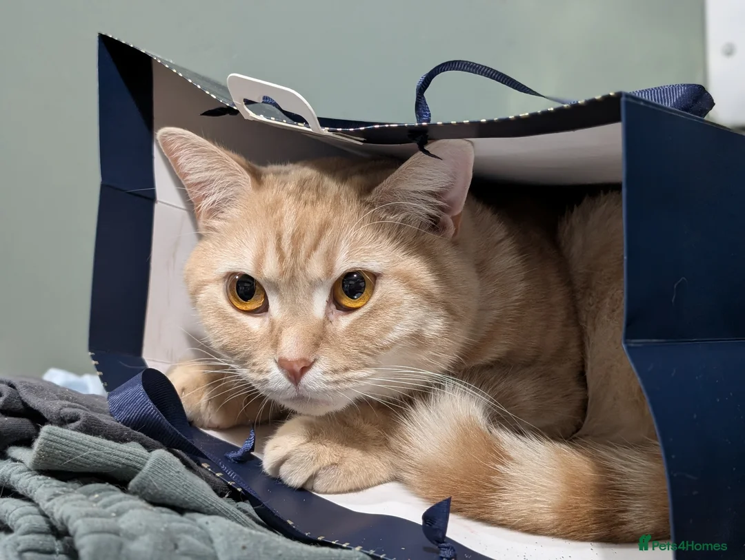 Domestic Shorthair cats for sale: Male shorthair  in Hull - Advert 2