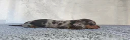 Miniature Dachshund dogs for sale: Super small miniature dachshund kc - Advert 31