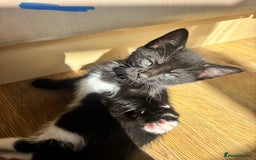 Domestic Shorthair cats for sale: Beautiful litter of kittens!  - Image 9