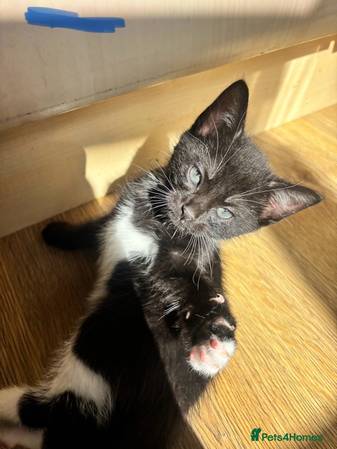 Domestic Shorthair cats for sale: Beautiful litter of kittens!  - Image 9