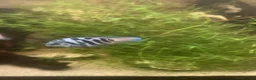 Cichlids fish for sale:  Polar Blue and Platinum white Parrot Cichlids in Portsmouth - Advert 1
