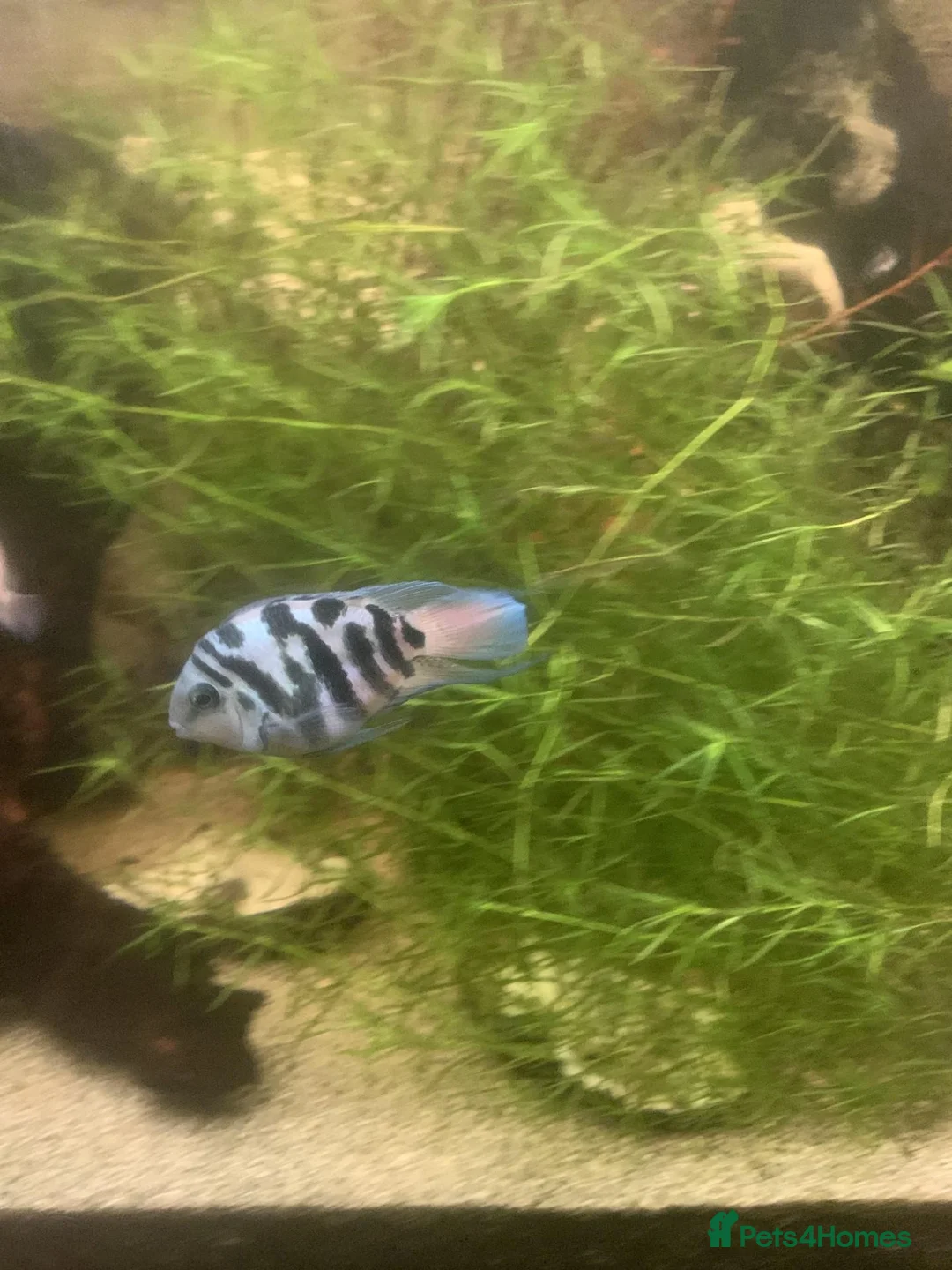 Cichlids fish for sale:  Polar Blue and Platinum white Parrot Cichlids in Portsmouth - Advert 1