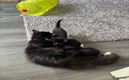 Mixed Breed cats for sale: 4 beautiful kittens - Image 14