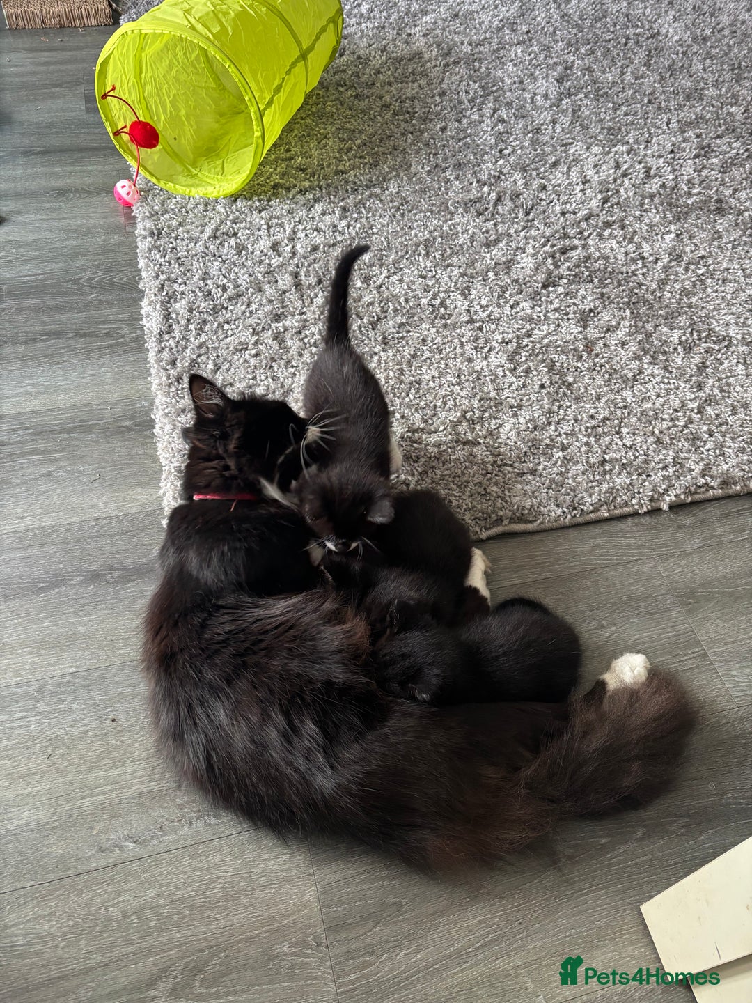 Mixed Breed cats for sale: 4 beautiful kittens - Image 14