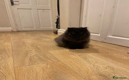 Persian cats for sale: Please read Pure male Persian kittens for sale  - Image 9