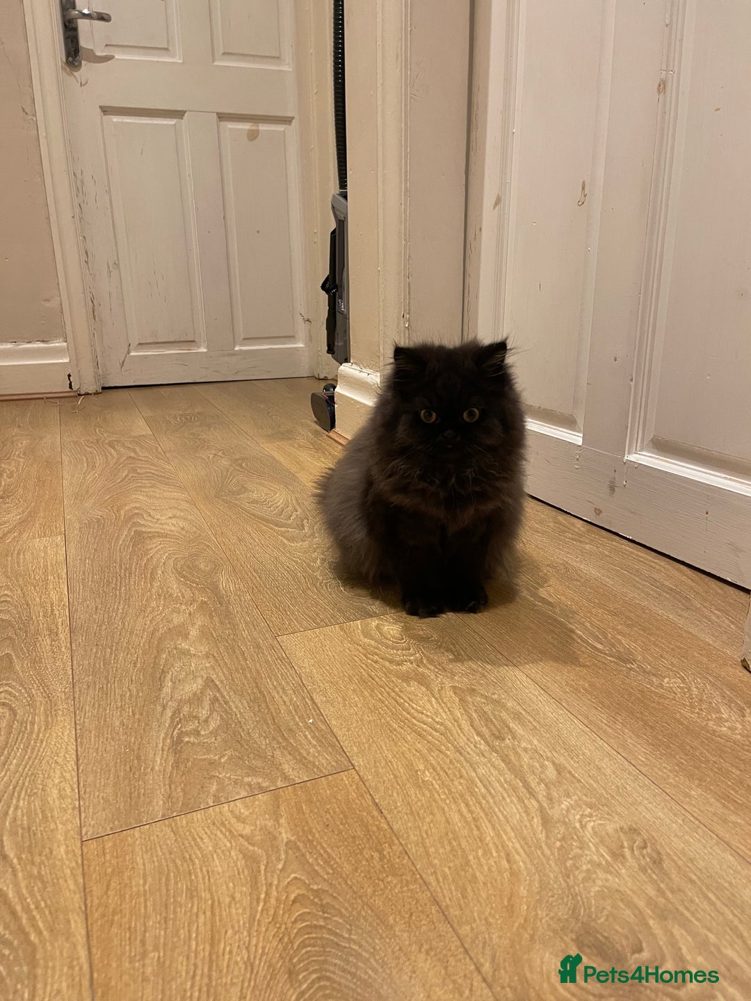 Persian cats for sale: Please read Pure male Persian kittens for sale  - Image 9