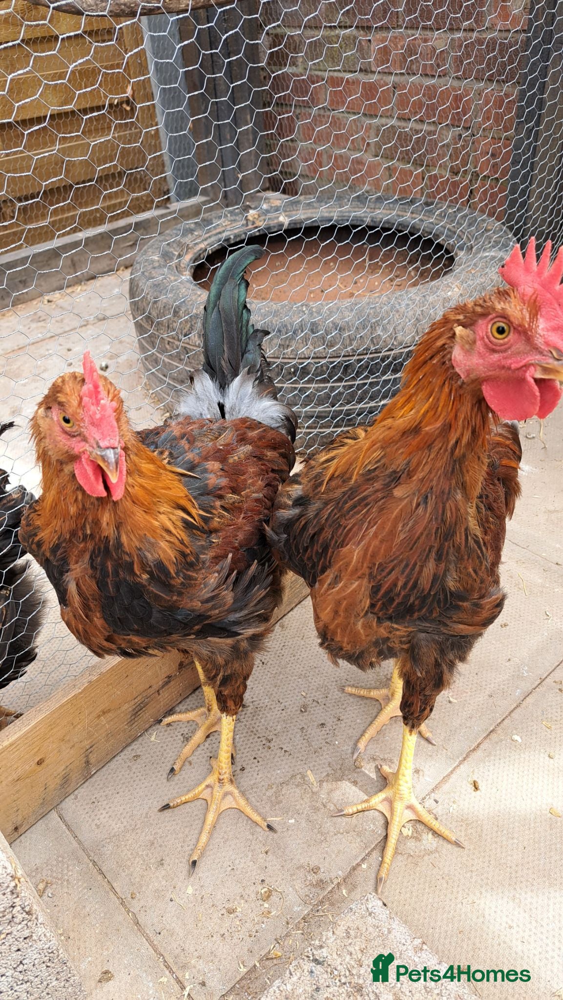 Chickens poultry Pure breed, Wellsummer cockerels  - Advert 1