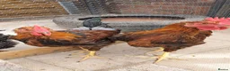 Chickens poultry for sale: Pure breed, Wellsummer cockerels  in Mold - Advert 1