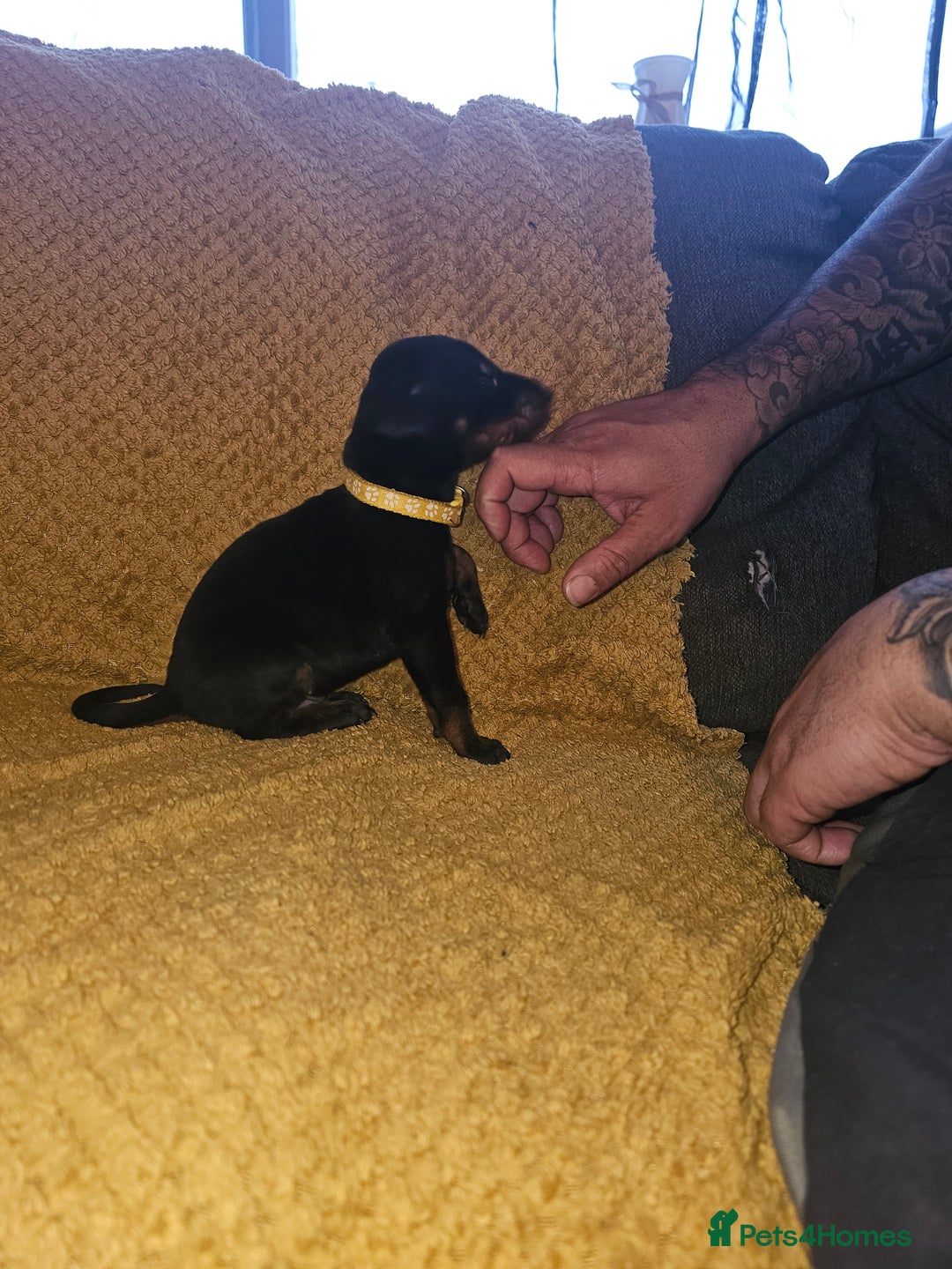 Dobermann dogs for sale: ☆☆DOBERMAN PUPPIES FOR SALE ☆☆ - Advert 8