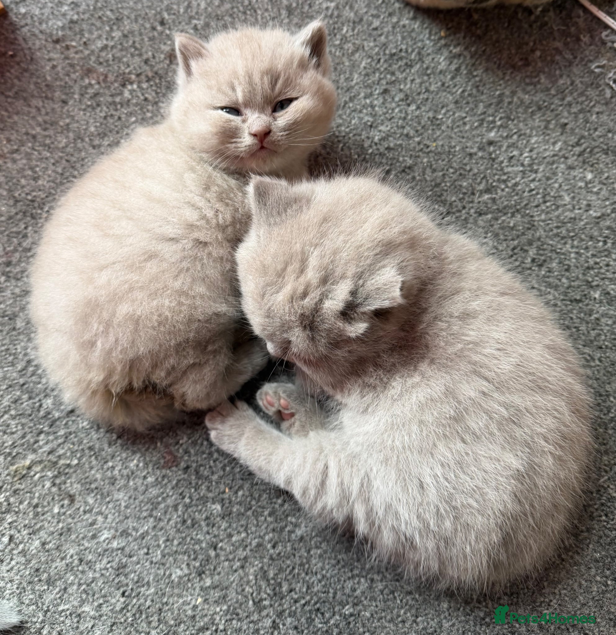 British Shorthair cats FOUR BRITISH SHORTHAIR KITTENS FOR SALE - Advert 2