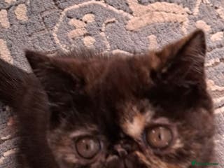 Exotic cats Cute GCCF registered tortie girl - Advert 5