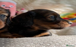 Miniature Dachshund dogs for sale: Top Show Quality KC Miniature Dachshund Puppies - Image 24